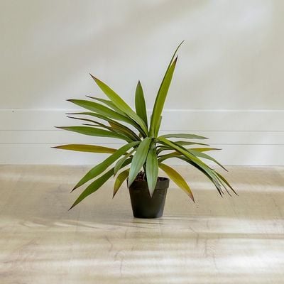 Yucca Plant 