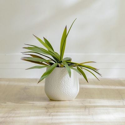 Yucca Plant 