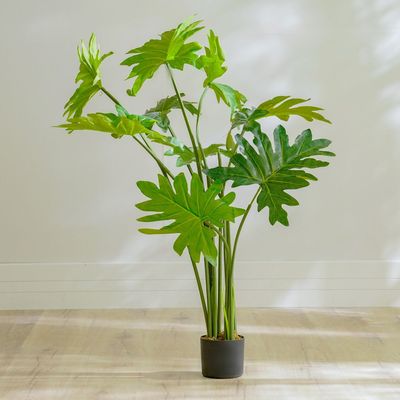 Philodendron Plant - 110 CM