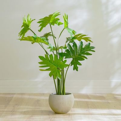 Philodendron Plant - 110 CM