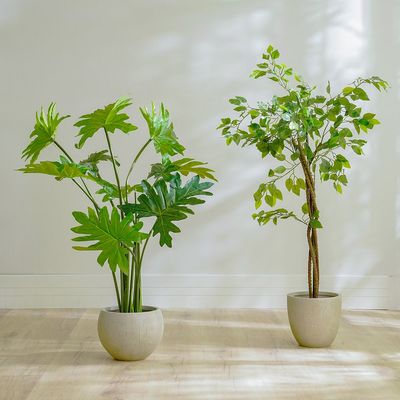 Philodendron Plant - 110 CM