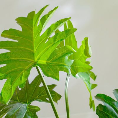 Philodendron Plant - 110 CM