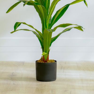 Dracaena Plant - 150 CM