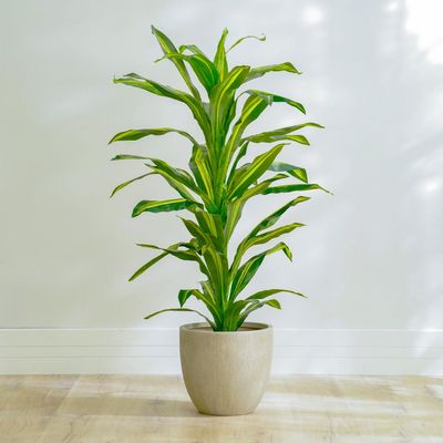 Dracaena Plant - 150 CM