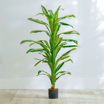 Dracaena Plant - 150 CM