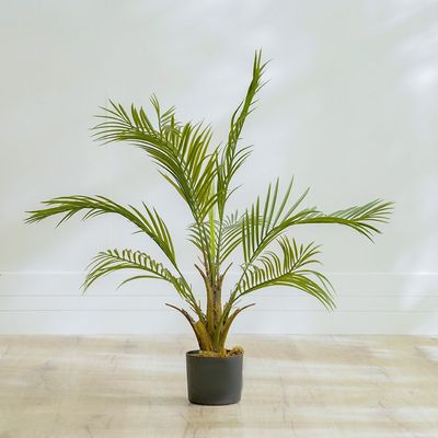 Phoenix Palm Plant 