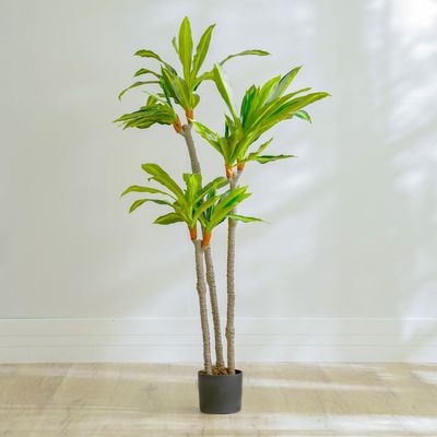 Dracaena Plant - 145 CM