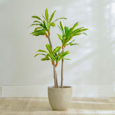 Dracaena Plant - 145 CM