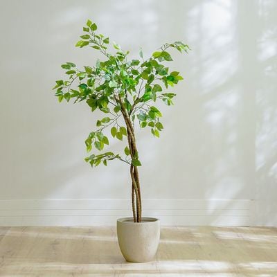 Ficus Plant - 120 CM