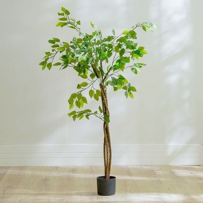 Ficus Plant 