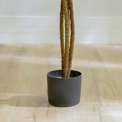 Ficus Plant - 120 CM