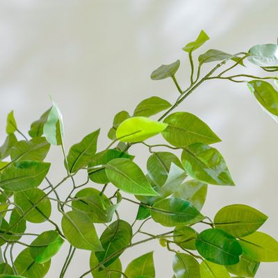 Ficus Plant - 120 CM
