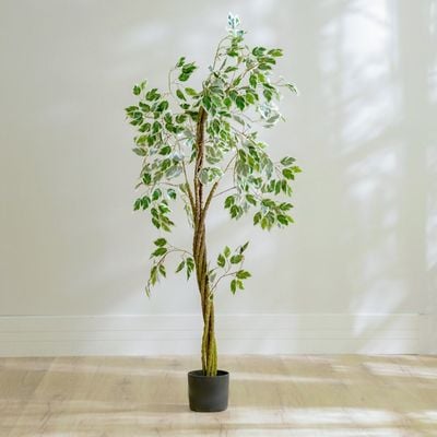 Ficus Plant 