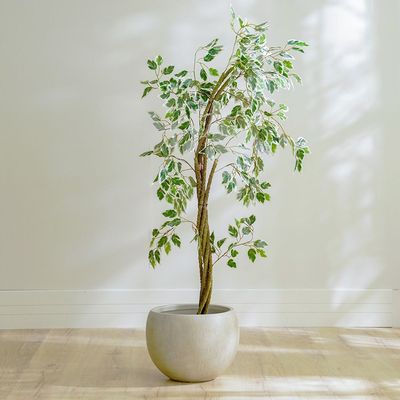 Ficus Plant - 120 CM