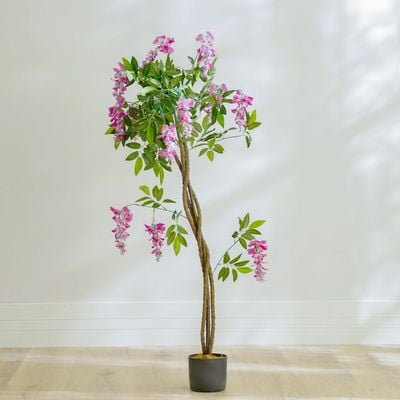 Wisteria Plant - 120 CM