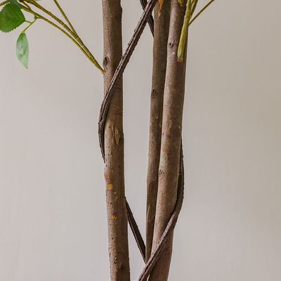 Flowering Blossom 180Cm