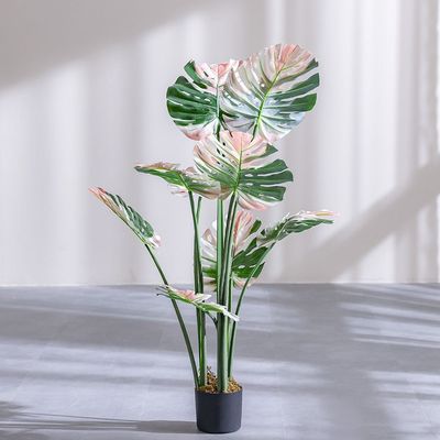 Monstera Plant 120Cm