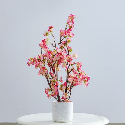 Malus Plant 55Cm