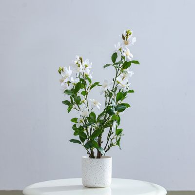 Gardenia Plant 55Cm