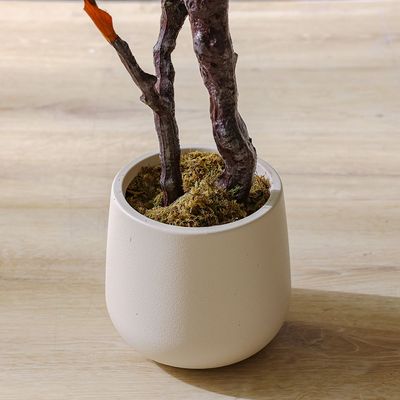 Fiddle Fig Plant 190Cm 