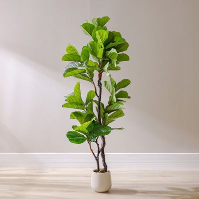 Fiddle Fig Plant 190Cm 