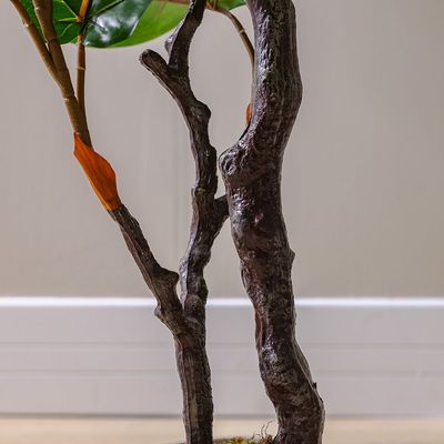 Fiddle Fig Plant 190Cm 