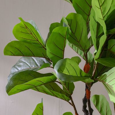 Fiddle Fig Plant 190Cm 