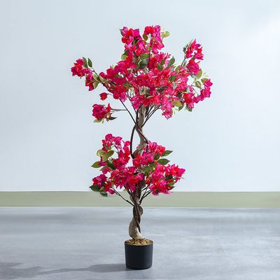Bougainvillea Plant 120Cm