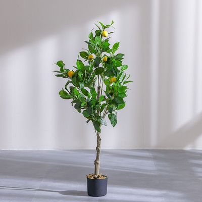 Lemon Tree 130Cm