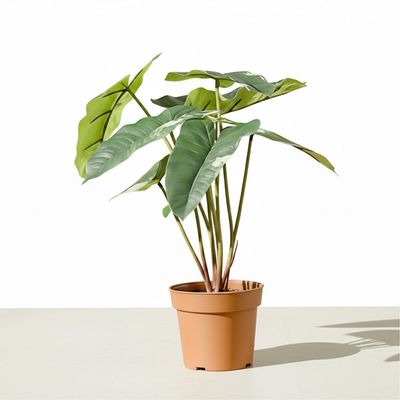 Philodendron Potted Plants 48Cm