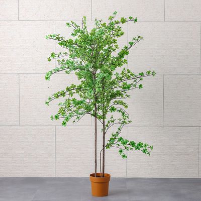 Enkianthus Potted Plant 180Cm