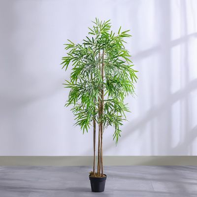Bamboo 6 Rod150 Group Lvs Potted Plant 210Cm