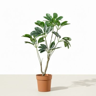 Pot Plant Schefflera 100Cm