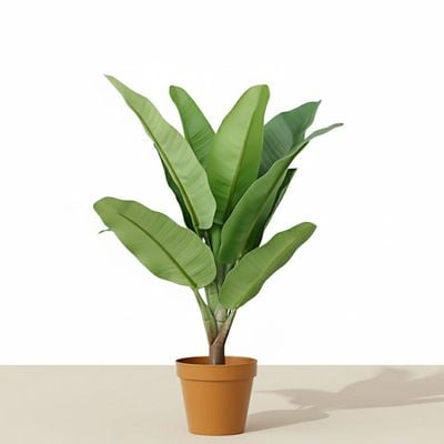 Pot Plant Banana 75Cm