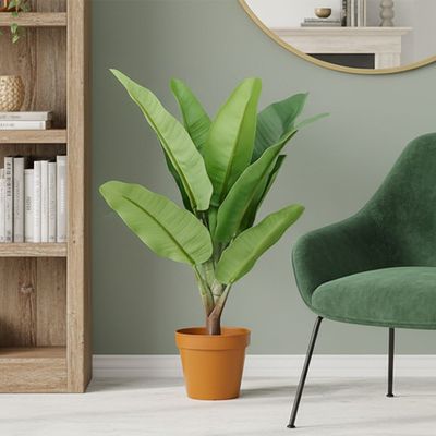 أصيص موز بارتفاع 75 سم
