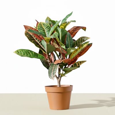 Brocade Leaf Potted Plant 59Cm