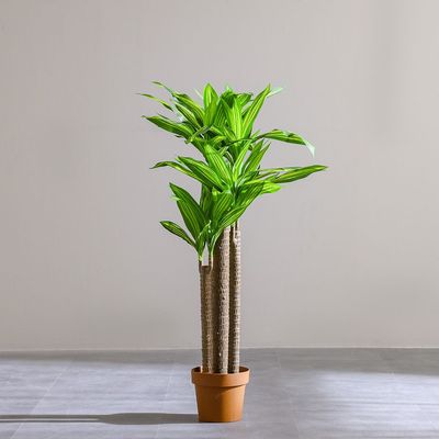 Dracaena Plant 142Cm