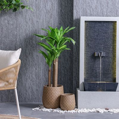 نبتة دراسينا بارتفاع 142 سم
