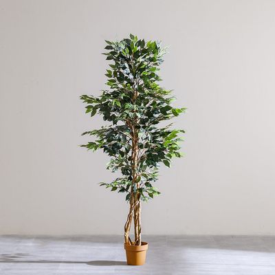 Ficus Plant 1262Lvs (Fg) 203Cm