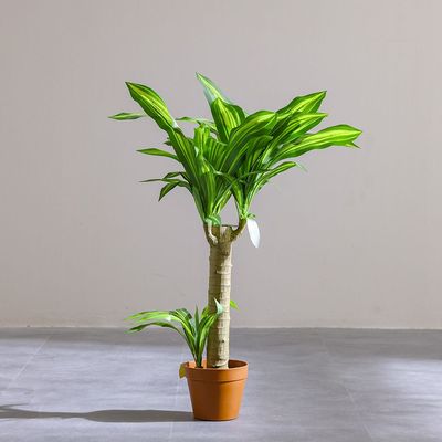 Brazilian Iron Potted Plant55Lvs 107Cm
