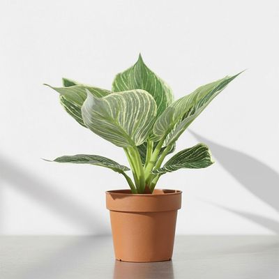 Platinum Platinum Diamond13Lvs Potted Plant 75Cm