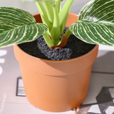 نبتة بلاتينوم بلاتينوم دايموند (13 ورقة) مزروعة في أصيص بارتفاع 75 سم
