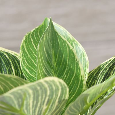 نبتة بلاتينوم بلاتينوم دايموند (13 ورقة) مزروعة في أصيص بارتفاع 75 سم
