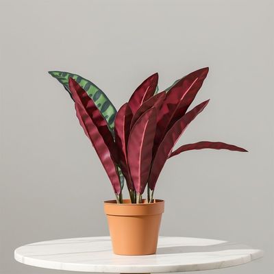 Calathea Plant 75Cm