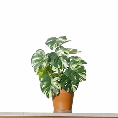 Mini White Monstera Potted Plant 17 Lvs 51Cm