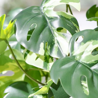 نبتة ميني وايت مونستيرا مزروعة في أصيص بـ 17 ورقة وارتفاع 51 سم
