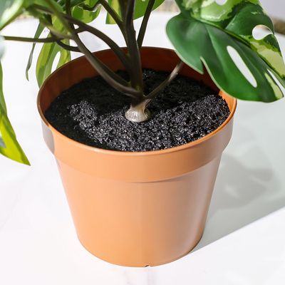 نبتة ميني وايت مونستيرا مزروعة في أصيص بـ 17 ورقة وارتفاع 51 سم
