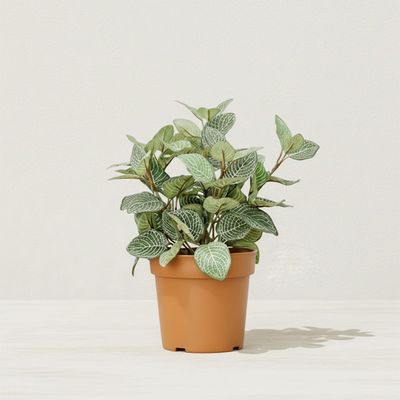 Fittonia Albivenis Potted Plant 53Cm