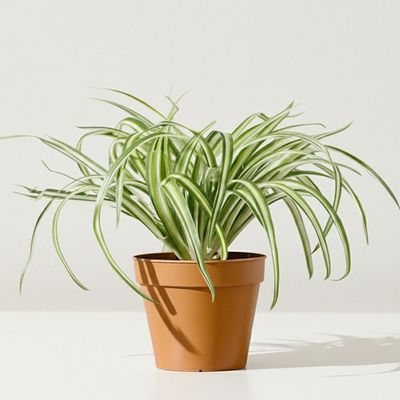 Spider Plant 52Cm