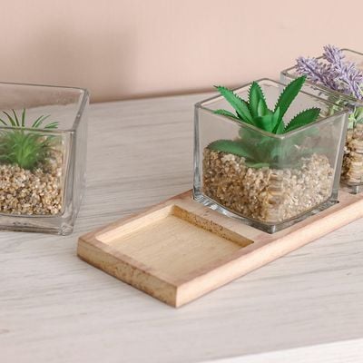 Treo Terrarium On A Tray S/3 8x8x8Cm, 27x9x1.5Cm